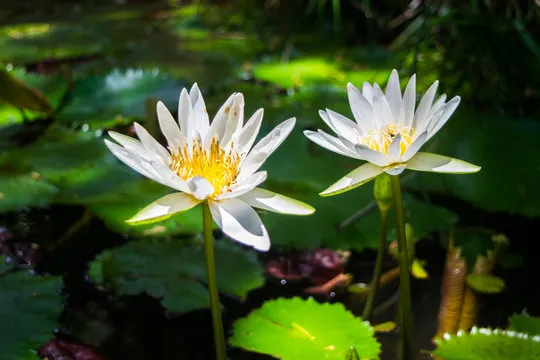 澳洲幸运8 数据图表